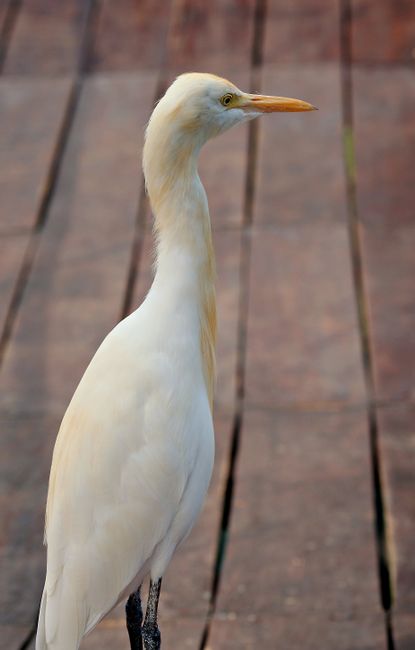 Ardea