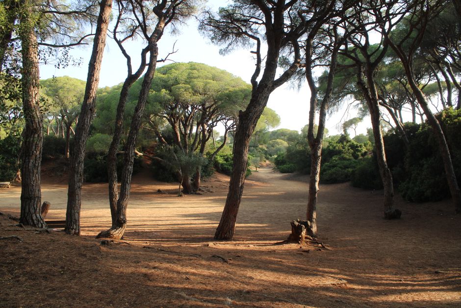 Pineto